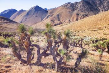 Joshua tree in Arizona desert along road. Travel background.