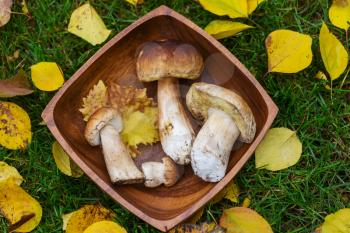 Edible mushrooms  in the kitchen in fall season.