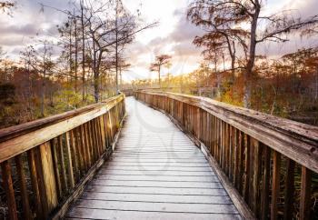 Boardwalks in the swamp in Everglades National Park, Florida, USA.