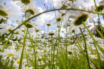 Daisy meadow in summer season