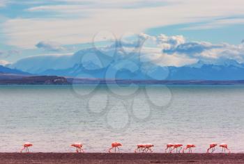 Beautiful pink  flamingo in the mountains lake shore, Patagonia mountains, Chile