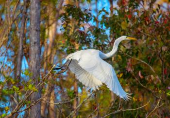 Snowy egret in Everglades National Park, Florida.