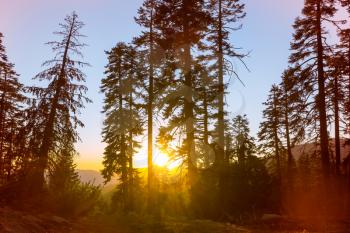 Summer forest at sunrise time. Inspiring summer background.