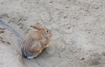 Pretty small rabbit on brown background