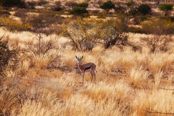The springbok (Antidorcas marsupialis)  in the african bush, Namibia. Travel Africa safari