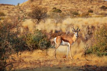 The springbok (Antidorcas marsupialis)  in the african bush, Namibia. Travel Africa safari