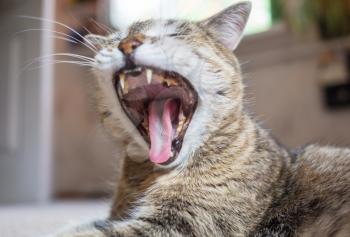 adult domestic cat yawn close up
