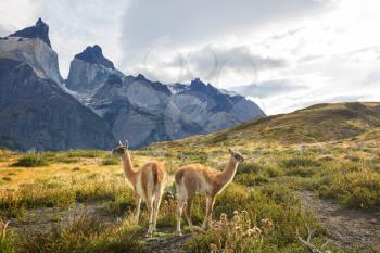 Beautiful mountain landscapes and guanaco in Torres Del Paine National Park, Chile. World famous hiking region.