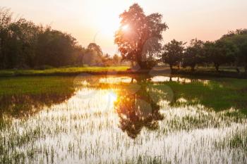 rice field at sunset in Thailand