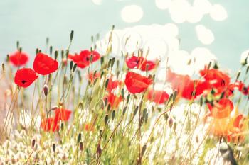 Wild red poppies on the meadow in sunny day. Decorated with light spots.