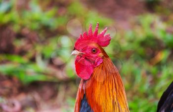 Rooster on Hawaii 
