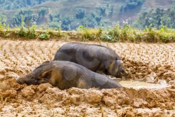 Vietnamese Pig in the mud 