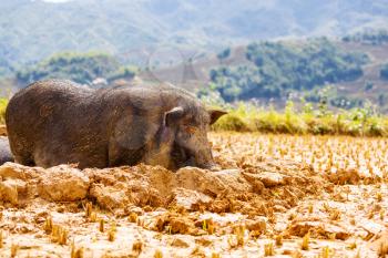 Vietnamese Pig in the mud