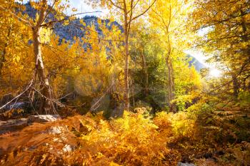 Colorful Autumn season in mountains