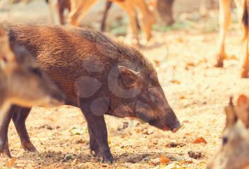 Beautiful little pig. Wild boar.