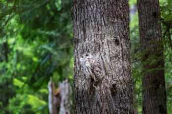Wild owl on the tree in summer forest, Oregon, USA