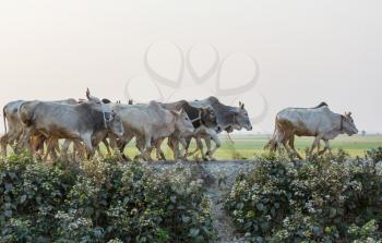 Herd of cows at summer green field .Agriculture farming rural pasture