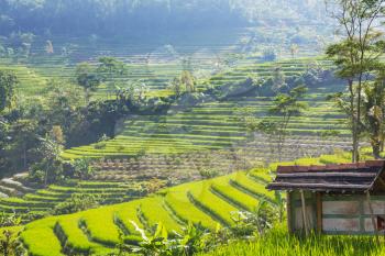Green Rice fields in Java island, Indonesia