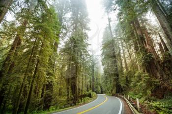 Redwood Highway in Northern California, United States