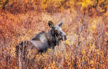 Moose in autumn forest. Wildlife nature in USA.