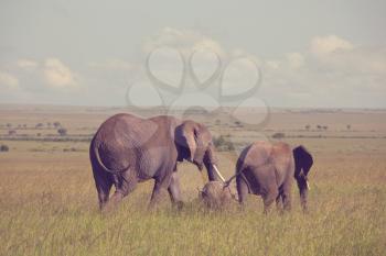 African elephant (Loxodonta africana) cow with young calf in wilderness bush, Kenya