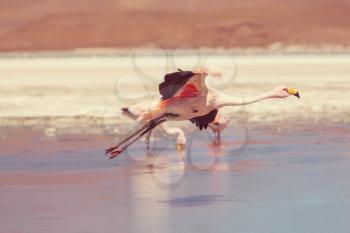 Flamingo in the lake of Bolivian Altiplano