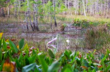 Roseate Spoonbill in Everglades National Park, Florida, USA