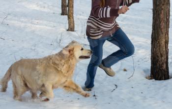Dog retriever in winter forest