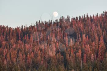 Full moon rising above conifer trees against clear sky at sunset