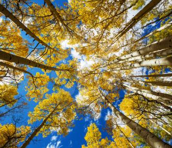 Colorful sunny forest scene in Autumn season with yellow trees in clear day.