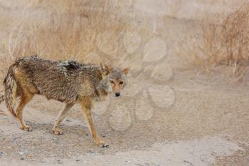 coyote closeup in the desert