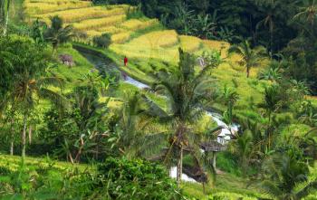 Green fields in Indonesia. Tropical landscapes.