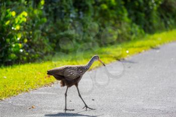 A brown and white limpkin bird in Everglades National Park, USa, Florida