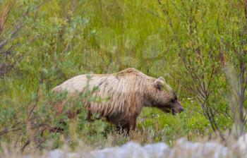 Wild grizly bear in grassland Alaska wildlife nature