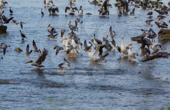 Sea birds-pelicans and gulls in Mexican gulf