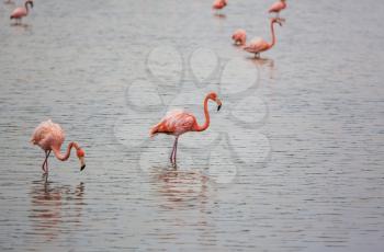 Mexican flamingos wade in lagoon