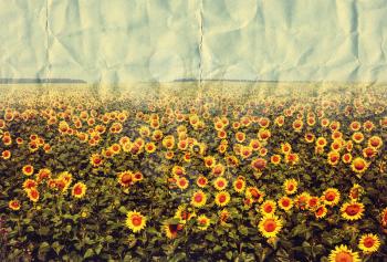 Sunflowers field in summer season