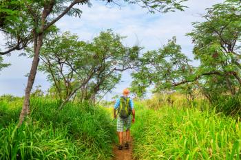 Hiker on the trail in palm plantation, Hawaii, USA