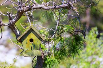 A birdhouse nestles among birch branch