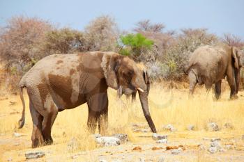 African Elephant, Loxodonta africana, in the savannah, Namibia, Africa