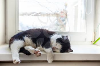 Sleeping cat on winter window