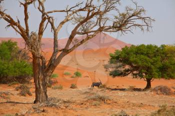 Tourist attraction on african safari in Namibia 