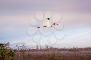 White Ibis in a Everglades National Park, USA, Florida