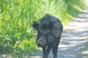 a wild boar walks along a forest road