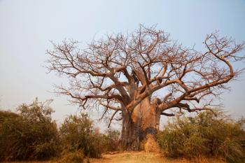 baobab tree in Namibia, Africa