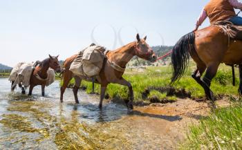 Horses crossing a river in Wyoming mountains