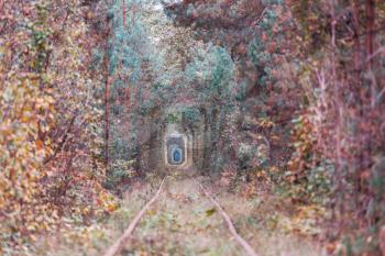 Trees tunnel in autumn season