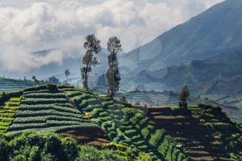 Agriculture in Asia. Green fields in Indonesia.