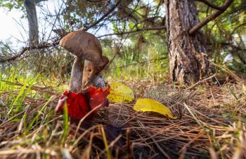 Edible mushrooms in a autumn forest