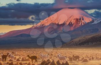 Llama in high mountains, Bolivia, South America